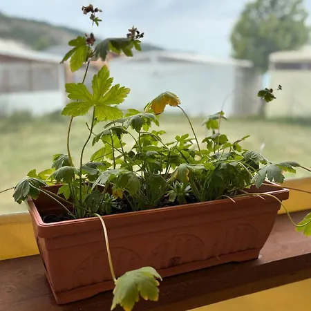 Κάμπινγκ каравана рапунцел - Rapunzel Caravan *