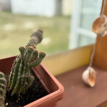 Κάμπινγκ каравана рапунцел - Rapunzel Caravan Μπαλτσίκ