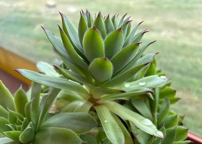 каравана рапунцел - Rapunzel Caravan * בלצ'יק