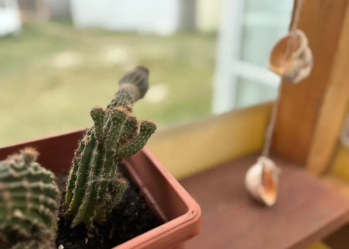 אתר קמפינג каравана рапунцел - Rapunzel Caravan בלצ'יק