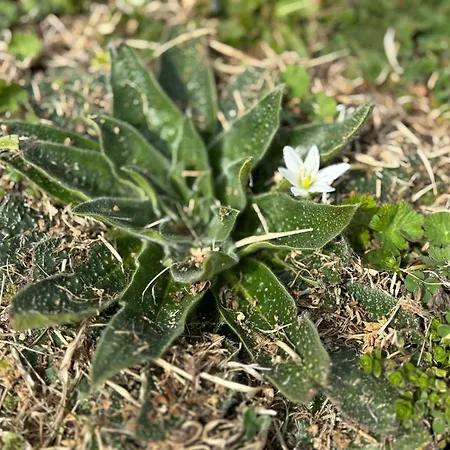 Campsite каравана рапунцел - Rapunzel Caravan *