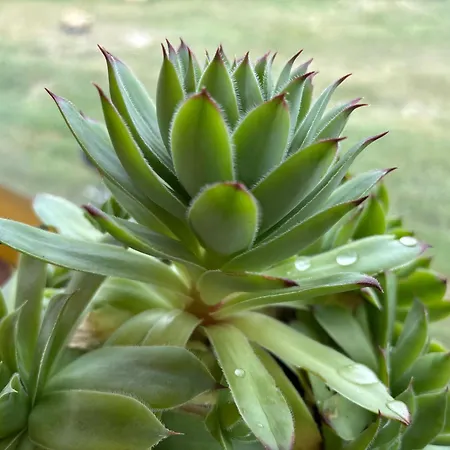 каравана рапунцел - Rapunzel Caravan * بالشيك