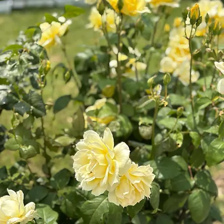 каравана рапунцел - Rapunzel Caravan Bałczik