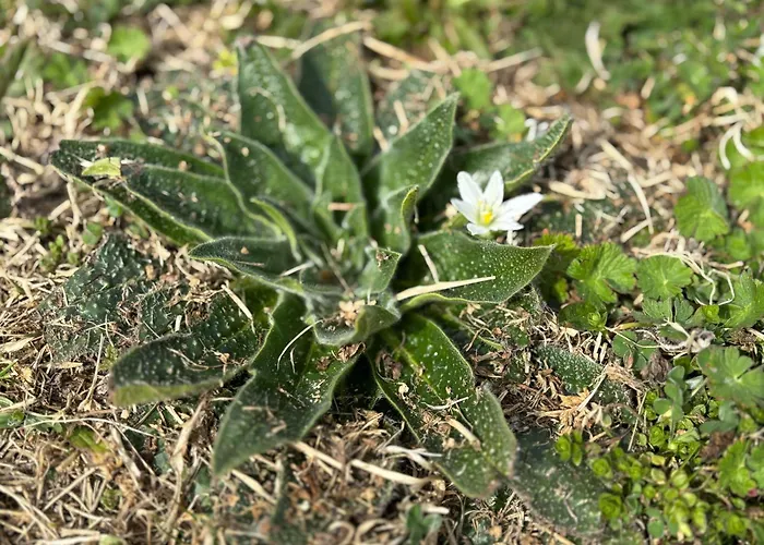 キャンプ場 каравана рапунцел - Rapunzel Caravan *